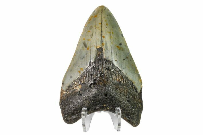 Fossil Megalodon Tooth - North Carolina #149402